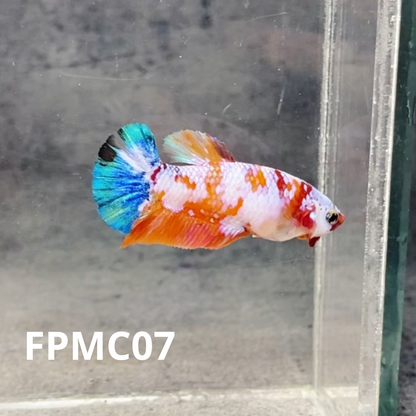 Multicolor Female Betta Fish | You Pick Fish  | High Grade