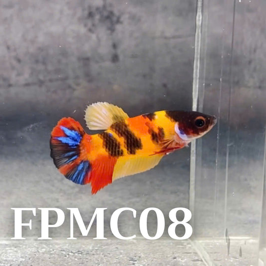 Multicolor Female Betta Fish | You Pick Fish  | High Grade