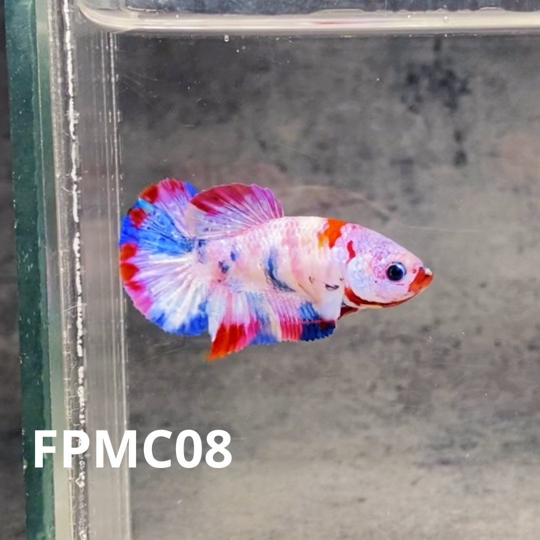 Multicolor Female Betta Fish | You Pick Fish  | High Grade