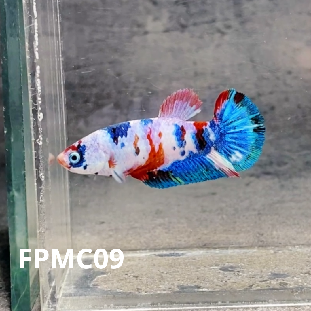 Multicolor Female Betta Fish | You Pick Fish  | High Grade