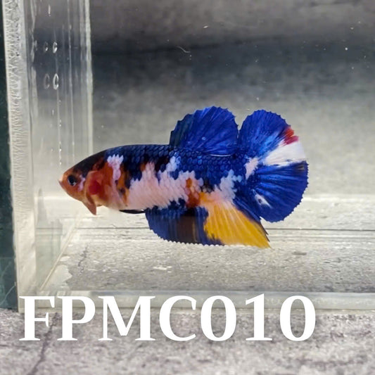 Multicolor Female Betta Fish | You Pick Fish  | High Grade