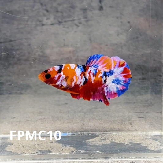 Multicolor Female Betta Fish | You Pick Fish  | High Grade