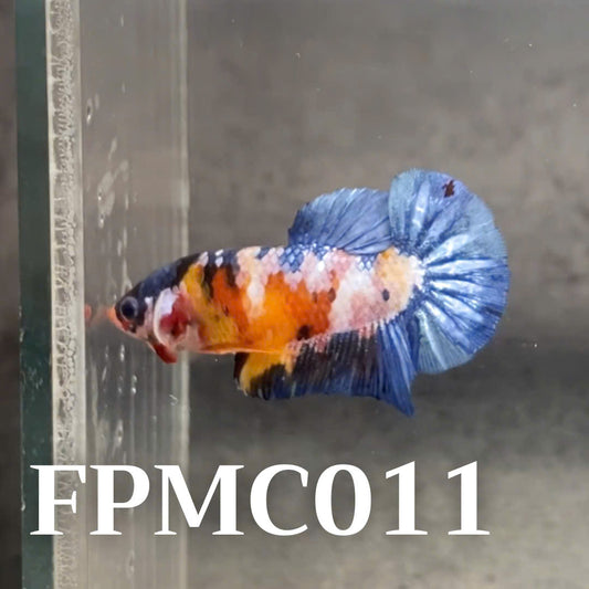 Multicolor Female Betta Fish | You Pick Fish  | High Grade