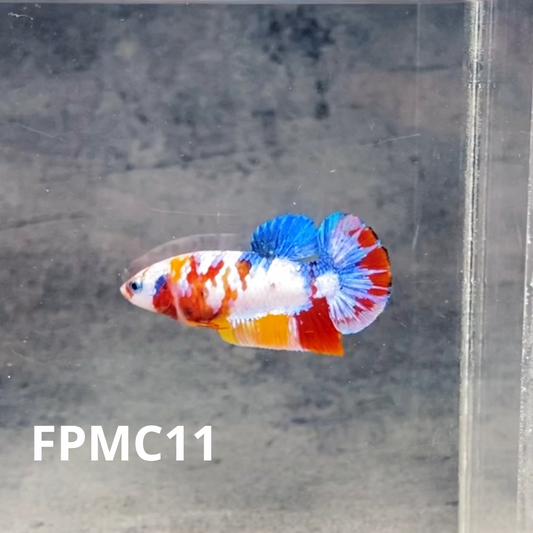 Multicolor Female Betta Fish | You Pick Fish  | High Grade