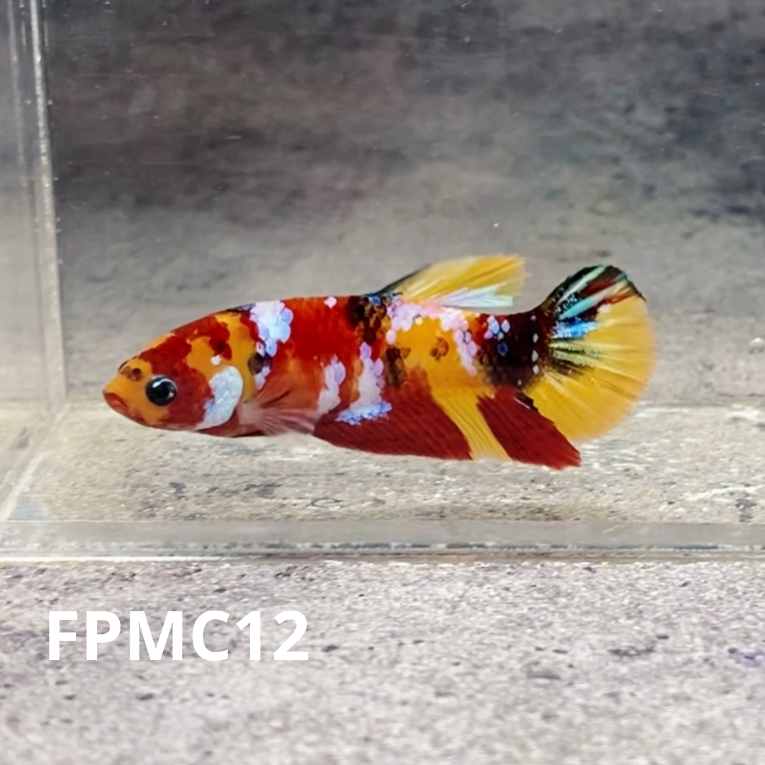 Multicolor Female Betta Fish | You Pick Fish  | High Grade