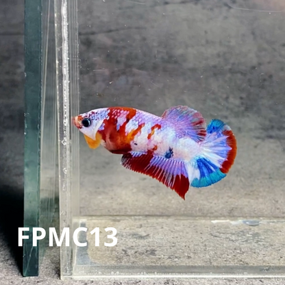 Multicolor Female Betta Fish | You Pick Fish  | High Grade