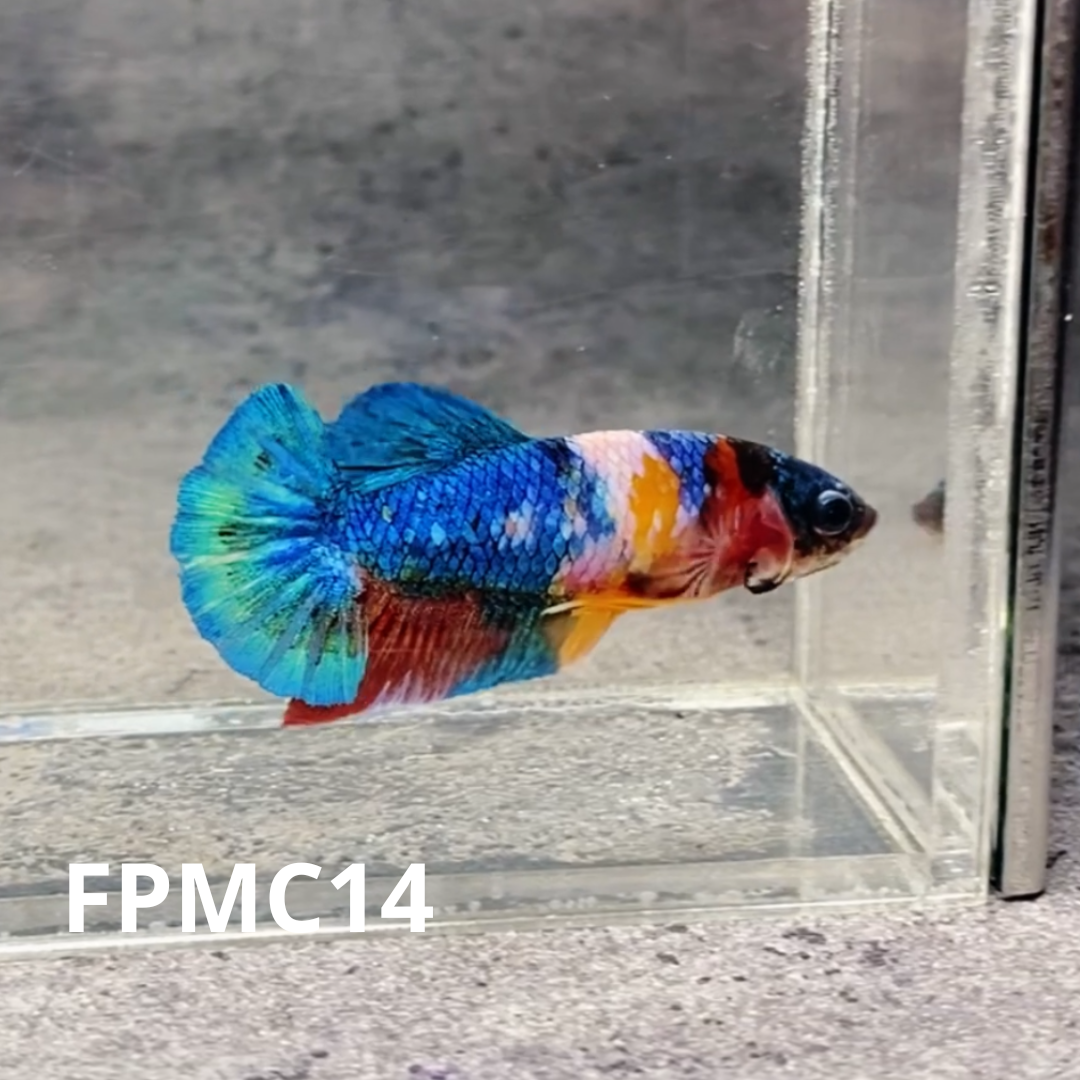 Multicolor Female Betta Fish | You Pick Fish  | High Grade