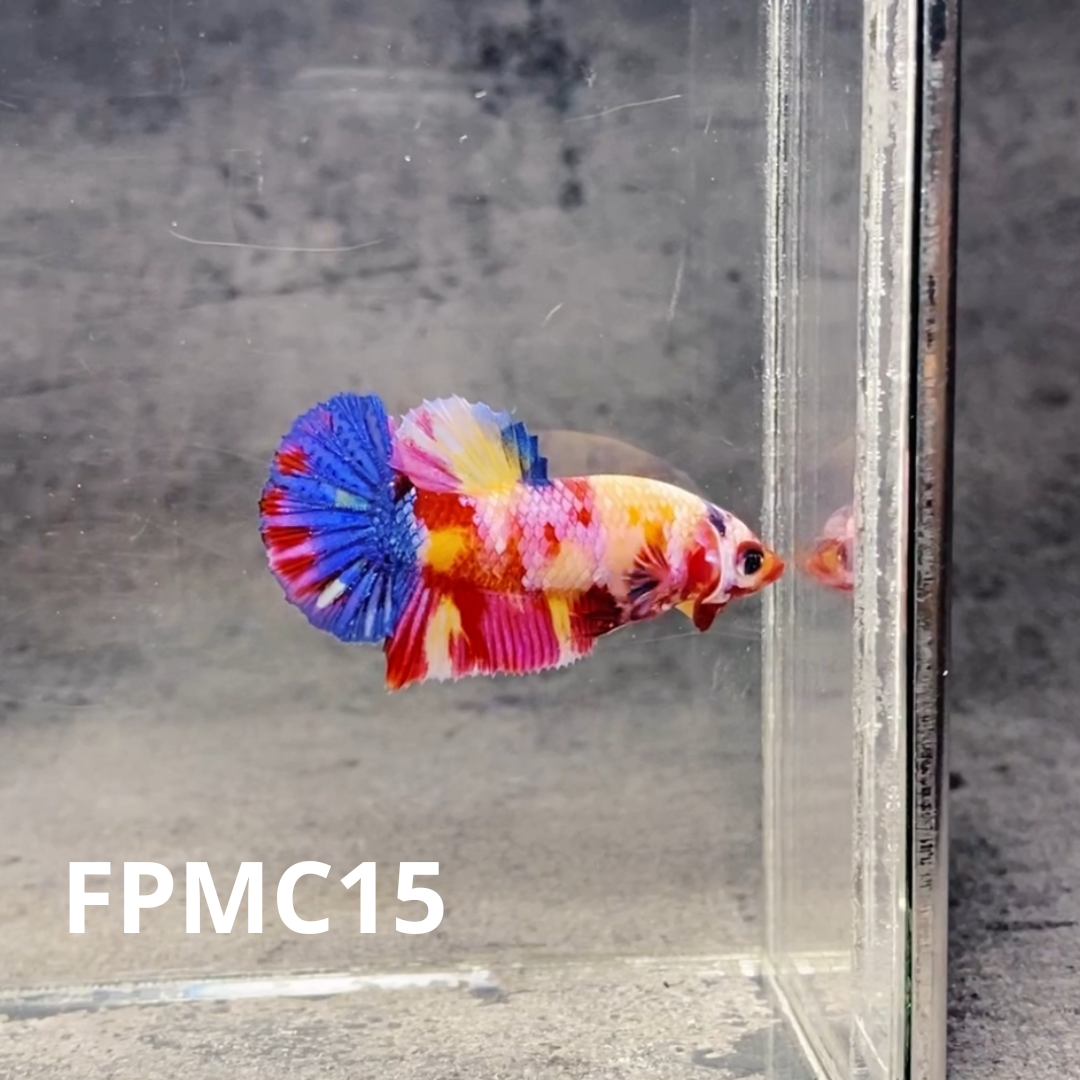 Multicolor Female Betta Fish | You Pick Fish  | High Grade