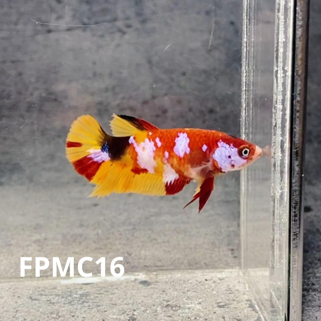 Multicolor Female Betta Fish | You Pick Fish  | High Grade