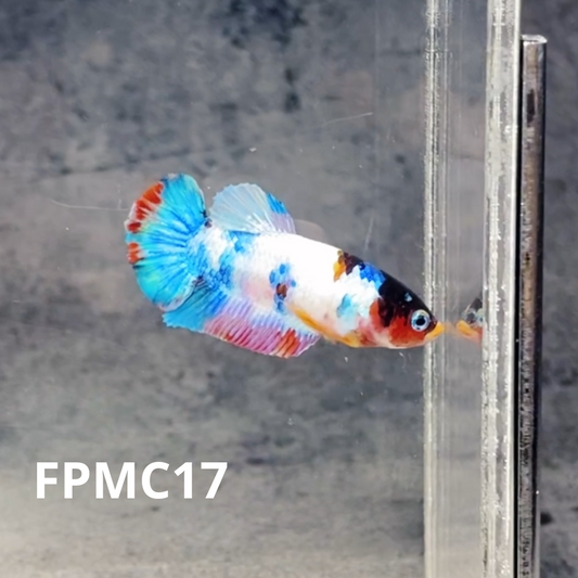 Multicolor Female Betta Fish | You Pick Fish  | High Grade