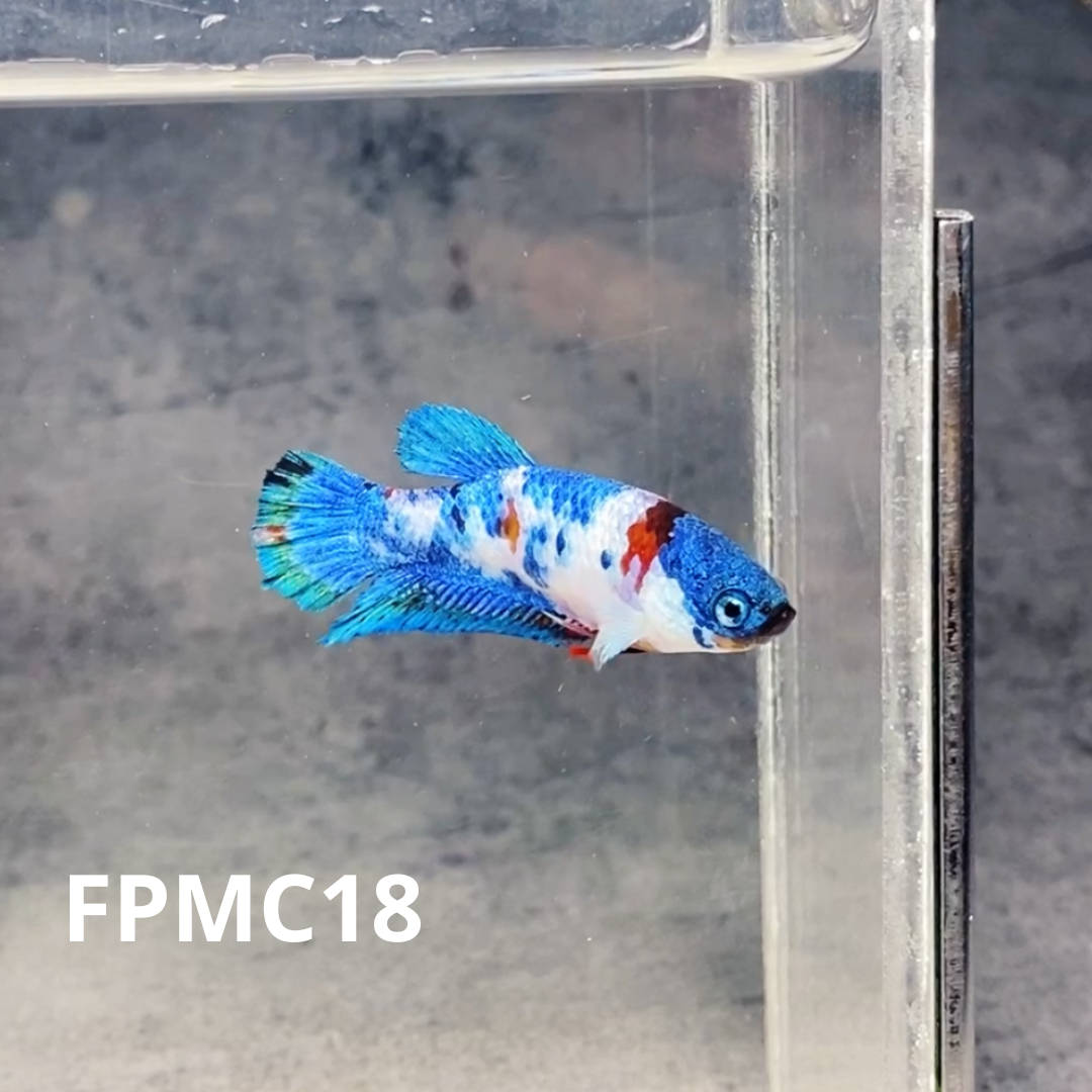 Multicolor Female Betta Fish | You Pick Fish  | High Grade