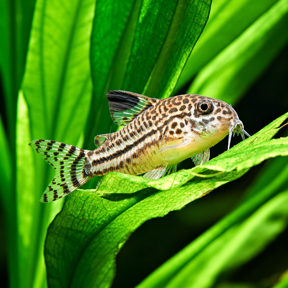 False Julii Cory Catfish - Corydoras Trilineatus