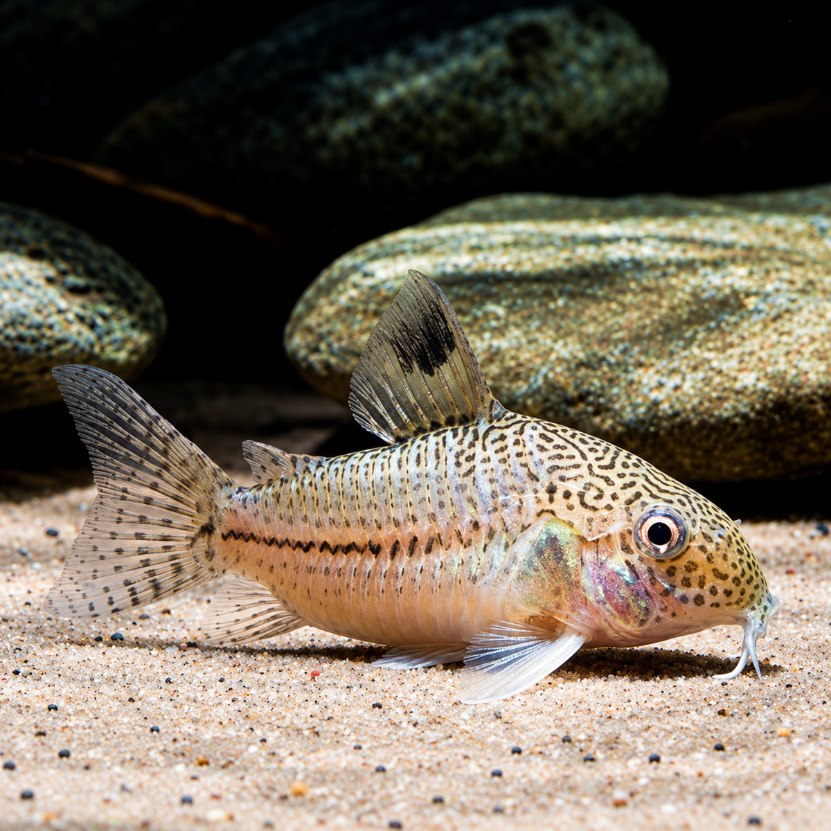 False Julii Cory Catfish - Corydoras Trilineatus