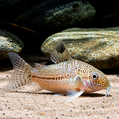 False Julii Cory Catfish - Corydoras Trilineatus
