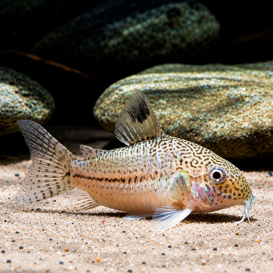 False Julii Cory Catfish - Corydoras Trilineatus