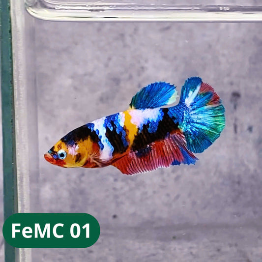 Multicolor Female Betta Fish | You Pick Fish | High Grade