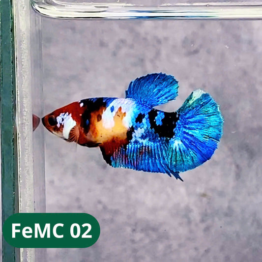 Multicolor Female Betta Fish | You Pick Fish | High Grade