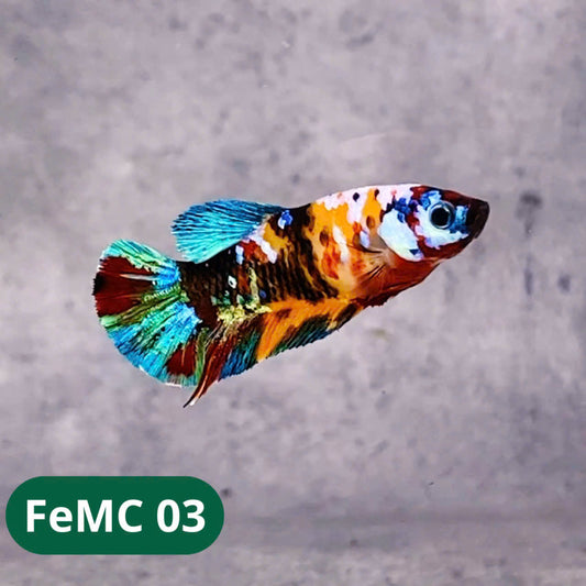Multicolor Female Betta Fish | You Pick Fish | High Grade