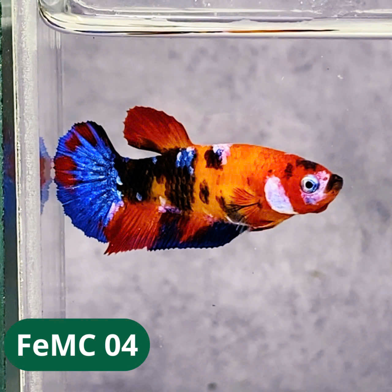 Multicolor Female Betta Fish | You Pick Fish | High Grade
