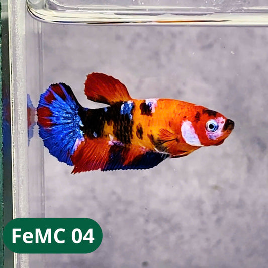 Multicolor Female Betta Fish | You Pick Fish | High Grade