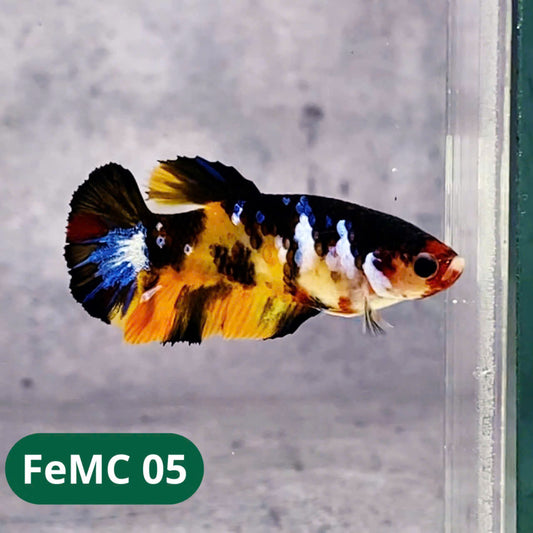 Multicolor Female Betta Fish | You Pick Fish | High Grade