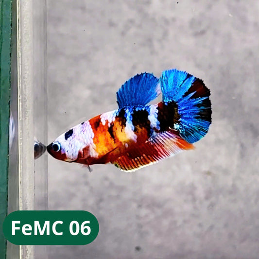 Multicolor Female Betta Fish | You Pick Fish | High Grade