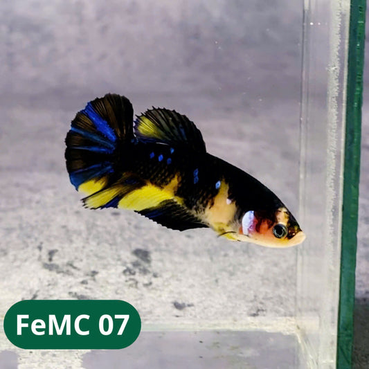 Multicolor Female Betta Fish | You Pick Fish | High Grade