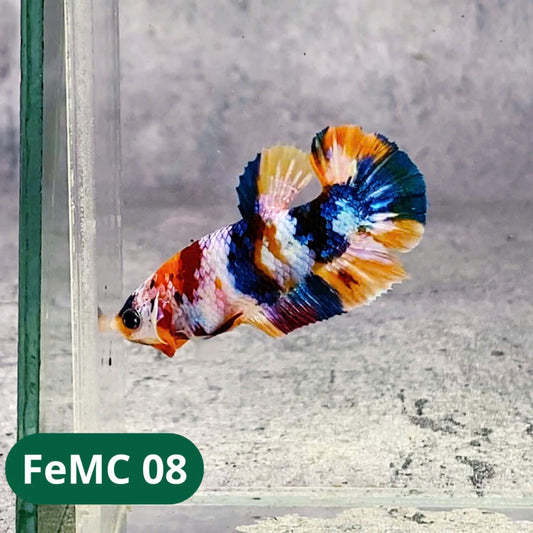 Multicolor Female Betta Fish | You Pick Fish | High Grade