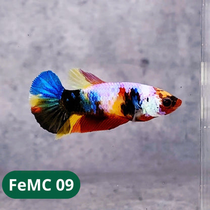 Multicolor Female Betta Fish | You Pick Fish | High Grade