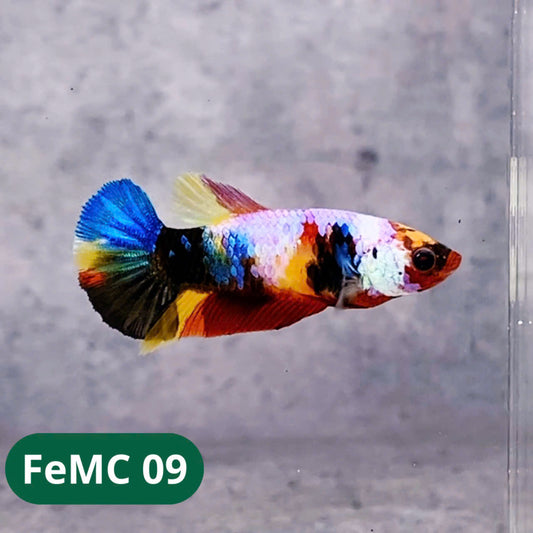 Multicolor Female Betta Fish | You Pick Fish | High Grade