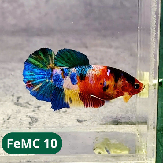 Multicolor Female Betta Fish | You Pick Fish | High Grade