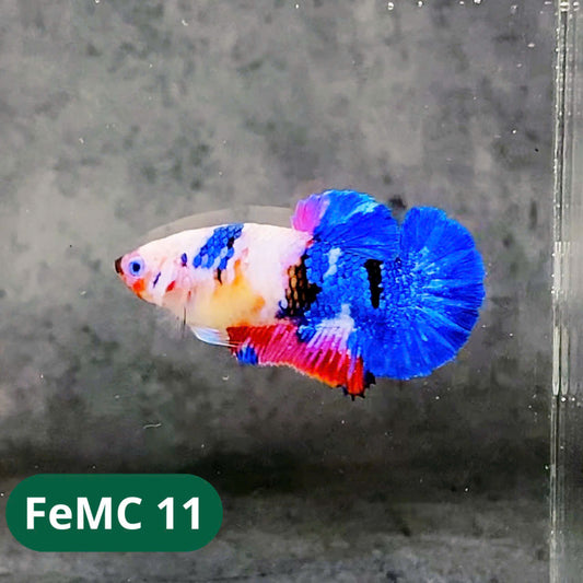 Multicolor Female Betta Fish | You Pick Fish | High Grade