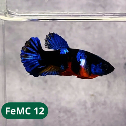 Multicolor Female Betta Fish | You Pick Fish | High Grade