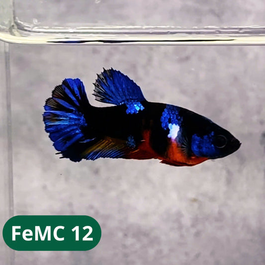 Multicolor Female Betta Fish | You Pick Fish | High Grade