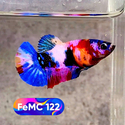 Multicolor Female Betta Fish | You Pick Fish | High Grade