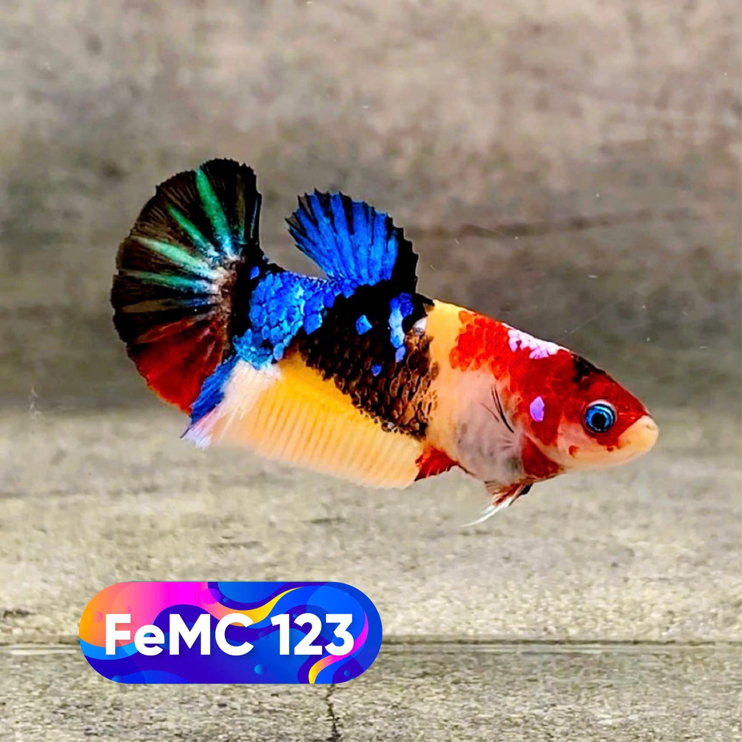 Multicolor Female Betta Fish | You Pick Fish | High Grade
