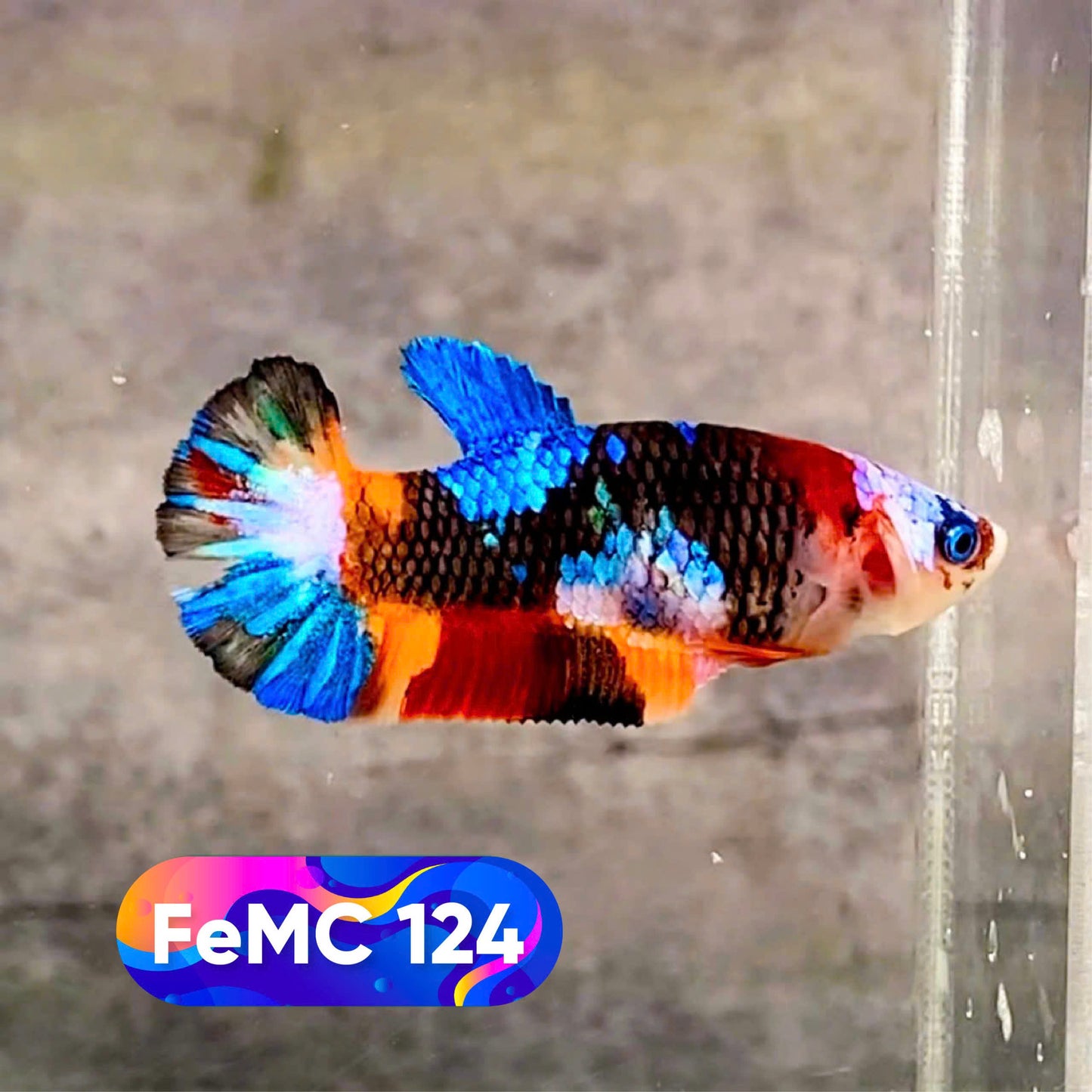 Multicolor Female Betta Fish | You Pick Fish | High Grade