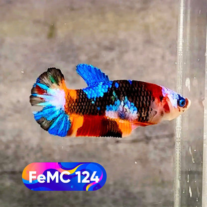 Multicolor Female Betta Fish | You Pick Fish | High Grade