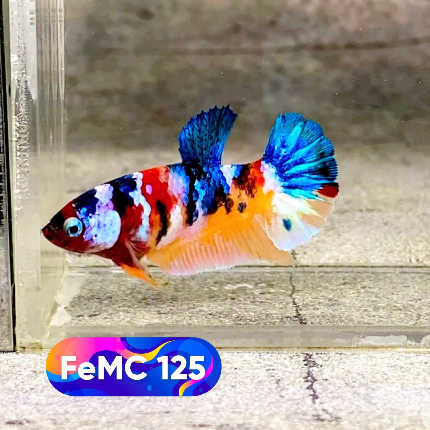 Multicolor Female Betta Fish | You Pick Fish | High Grade