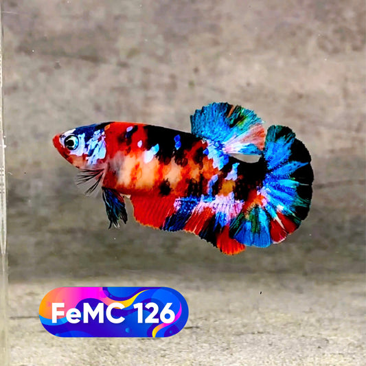 Multicolor Female Betta Fish | You Pick Fish | High Grade