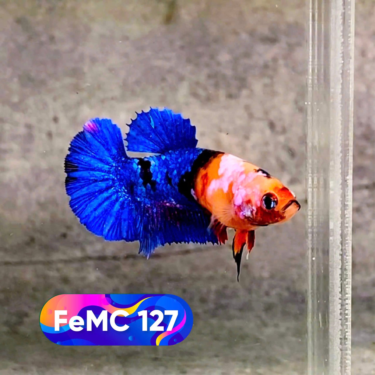 Multicolor Female Betta Fish | You Pick Fish | High Grade