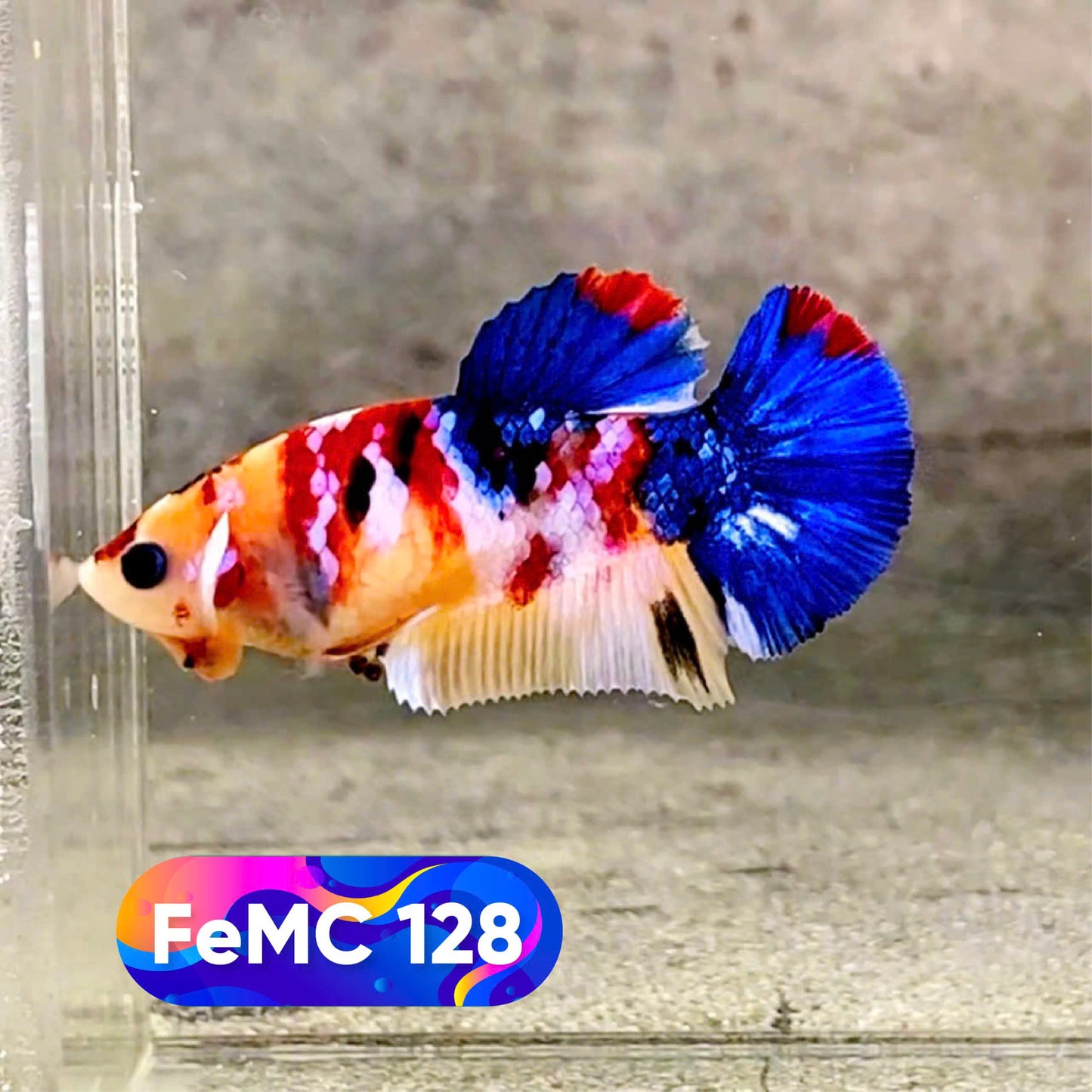 Multicolor Female Betta Fish | You Pick Fish | High Grade