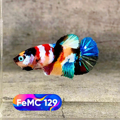 Multicolor Female Betta Fish | You Pick Fish | High Grade
