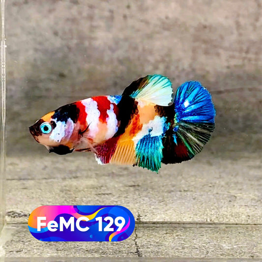 Multicolor Female Betta Fish | You Pick Fish | High Grade