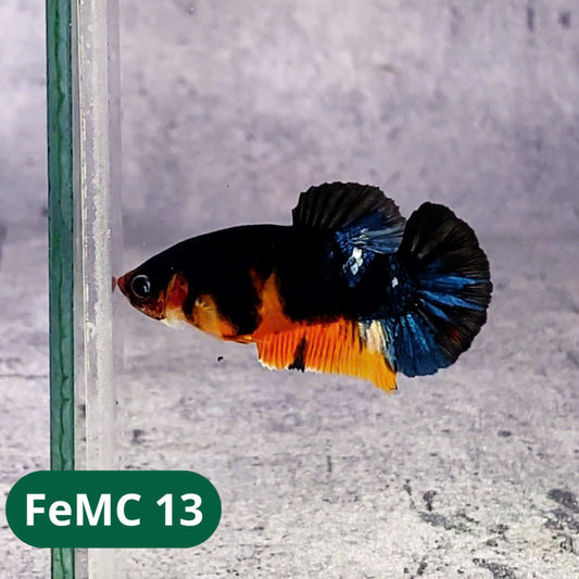 Multicolor Female Betta Fish | You Pick Fish | High Grade