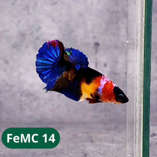Multicolor Female Betta Fish | You Pick Fish | High Grade