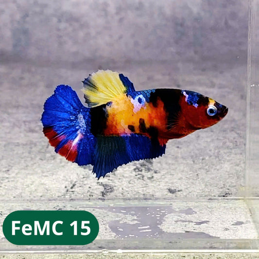 Multicolor Female Betta Fish | You Pick Fish | High Grade