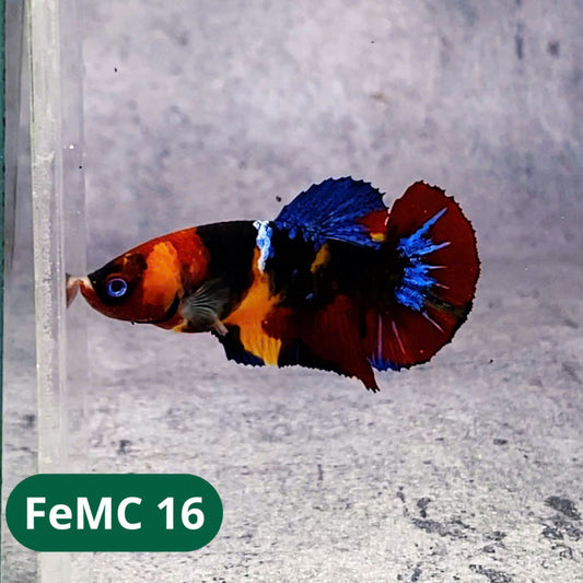 Multicolor Female Betta Fish | You Pick Fish | High Grade