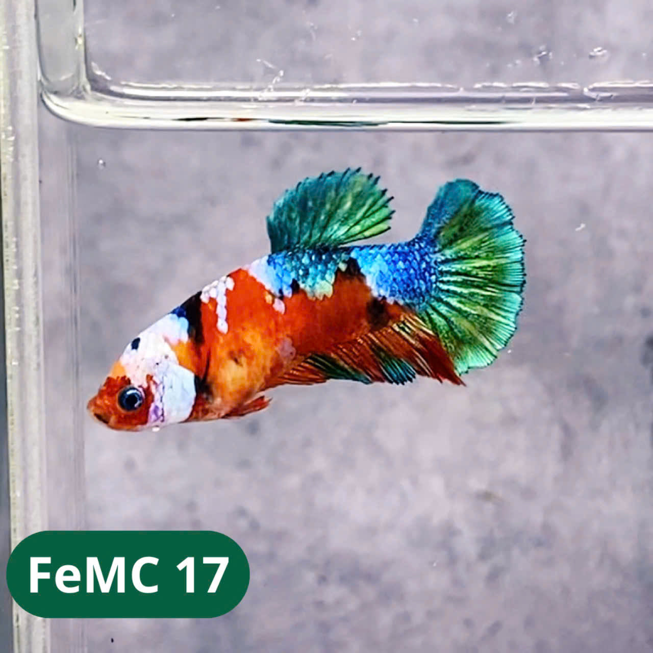 Multicolor Female Betta Fish | You Pick Fish | High Grade