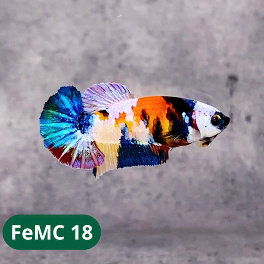 Multicolor Female Betta Fish | You Pick Fish | High Grade